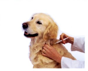 Pet Vaccinations