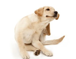 Premier Veterinary Care, Dog Allergy