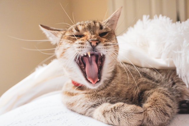 Cat Dental Care, Premier Veterinary Care