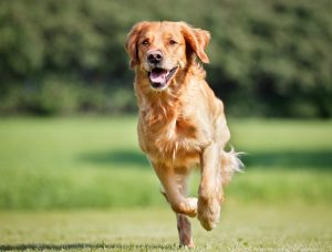 The benefits of MMP over TPLO surgery for CCL tear in dogs, Dog Allergy Treatment