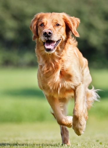 The benefits of MMP over TPLO surgery for CCL tear in dogs