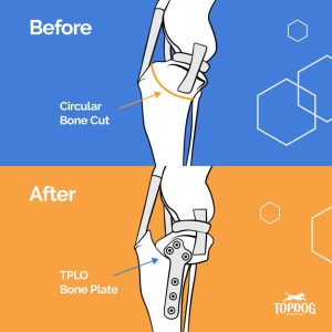 TPLO before and after