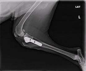 TPLO Post-op Lateral