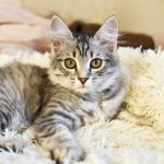 Essential Tips for Keeping Your Cat Purring with Optimal Cat Wellness!