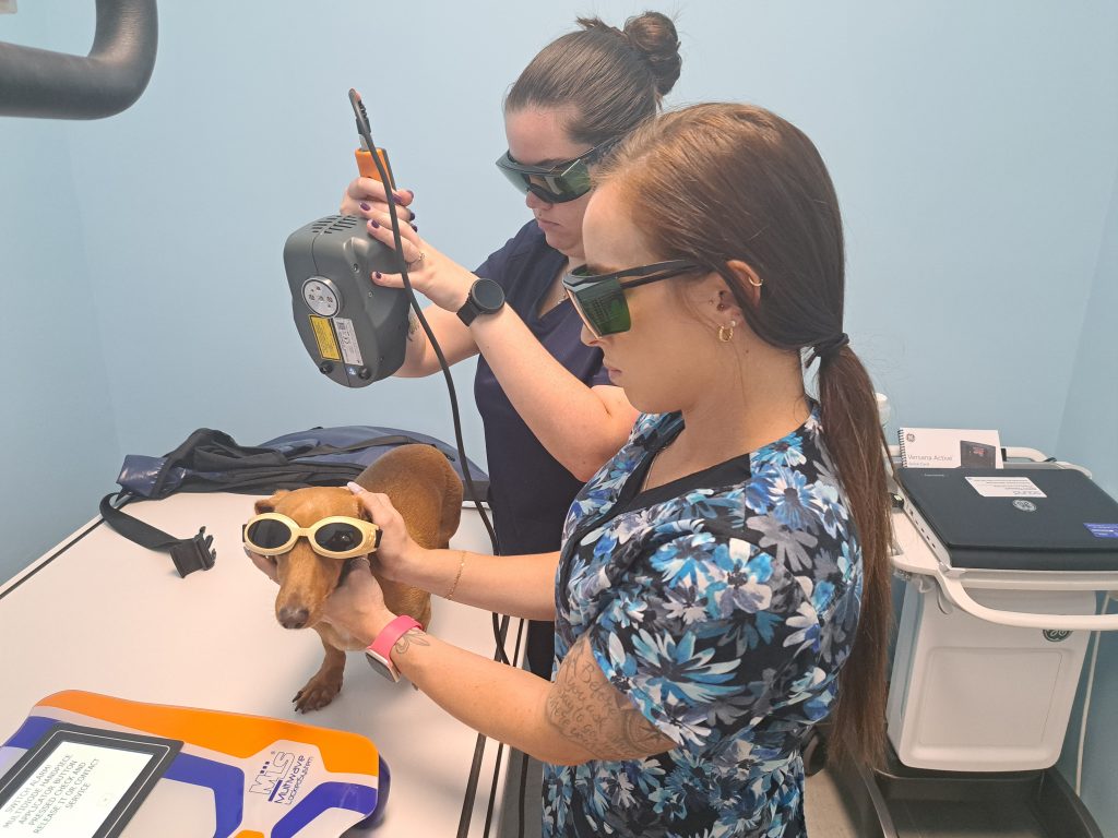 Cutting Edge Class IV therapy laser leads the way in regenerative medicine.