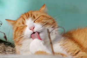 Cat wellness. Cat Allergies: Understanding Symptoms, Causes, and Treatment